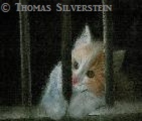 Cat behind Bars, artist: ©Thomas Silverstein